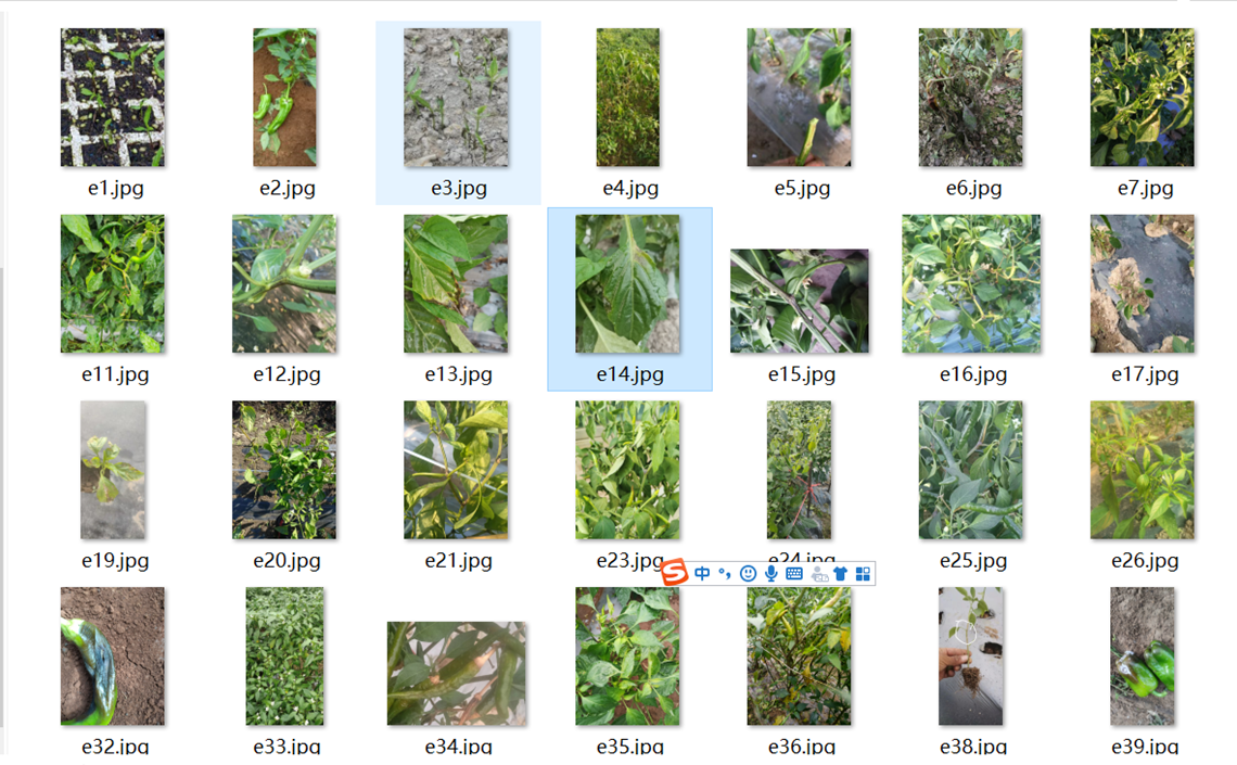2-1 柑橘病害图像