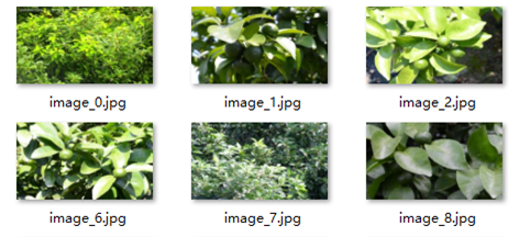 2-2 柑橘新梢、花朵、花苞和青果图像